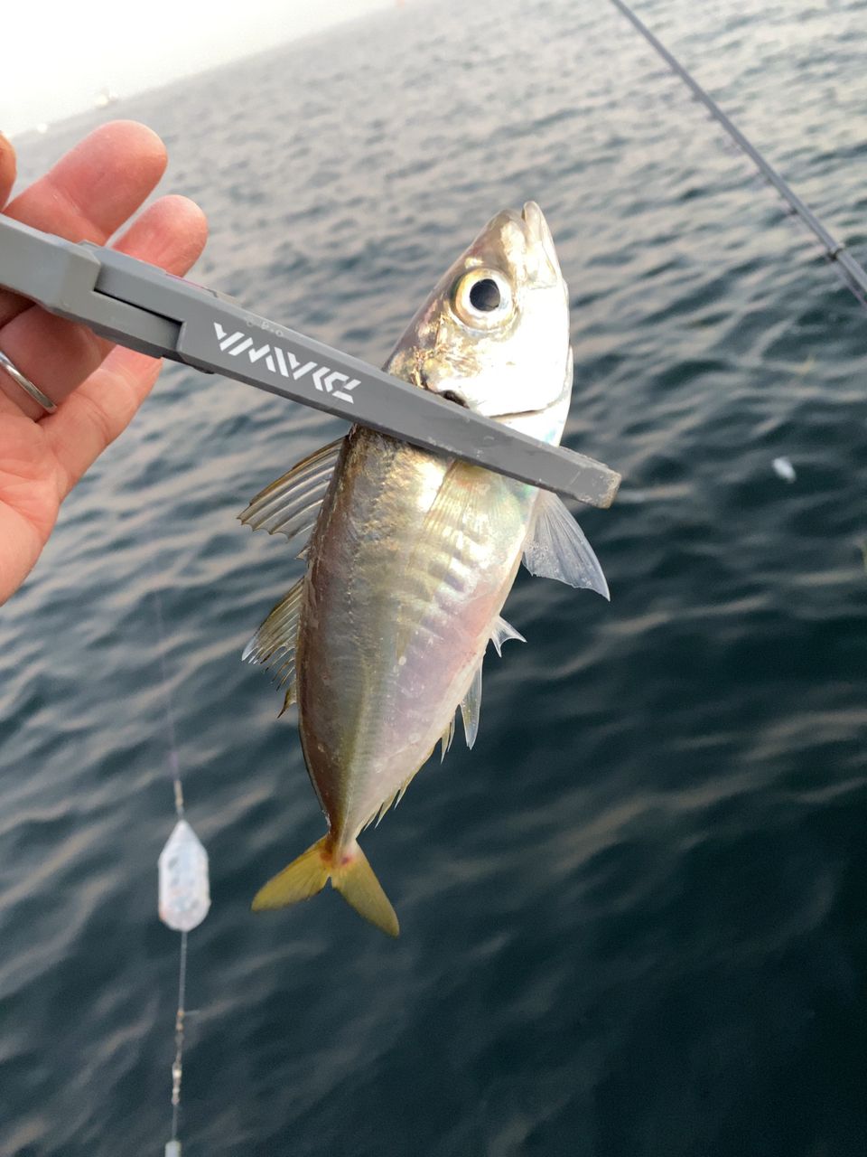 SHIMANO 鱗海 マスターチューン 0-530の最安値・インプレ・釣果 | 本音