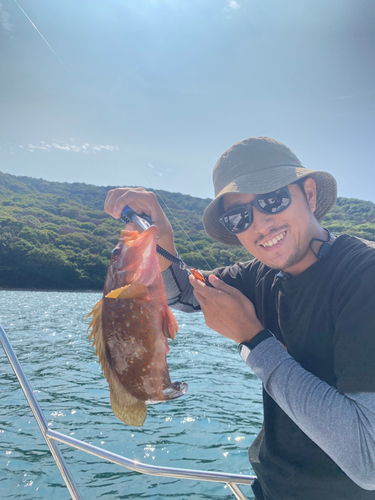 アコウの釣果