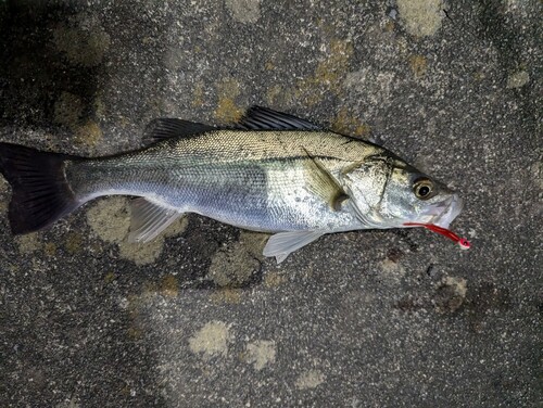 マルスズキの釣果