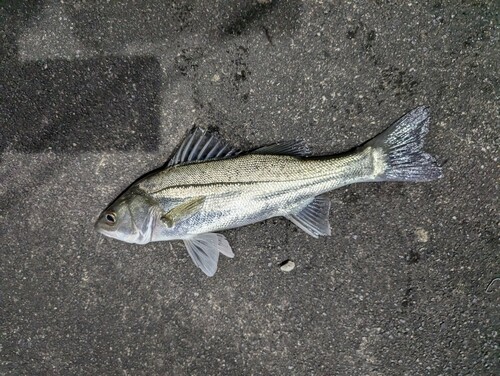 マルスズキの釣果