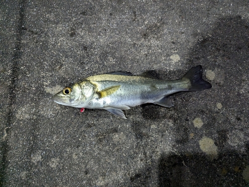 マルスズキの釣果