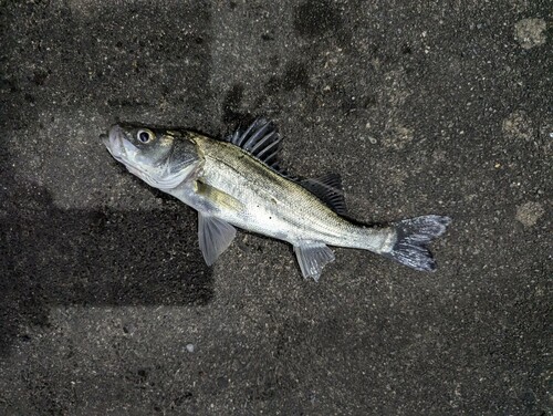 マルスズキの釣果