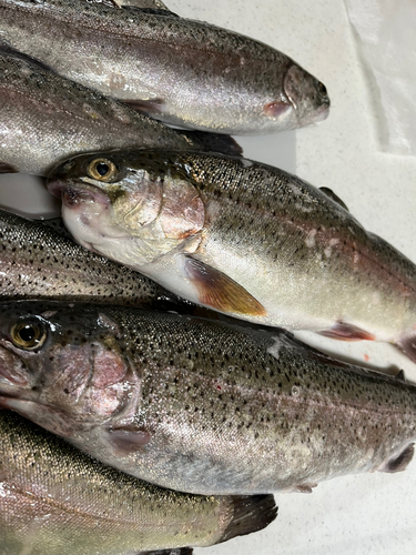 ニジマスの釣果