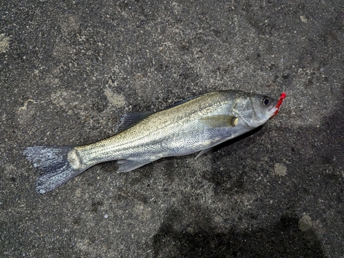 マルスズキの釣果