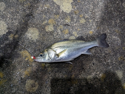 マルスズキの釣果