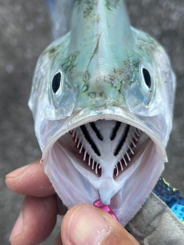 イケカツオの釣果