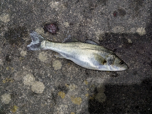 マルスズキの釣果