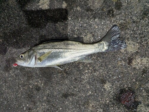 マルスズキの釣果