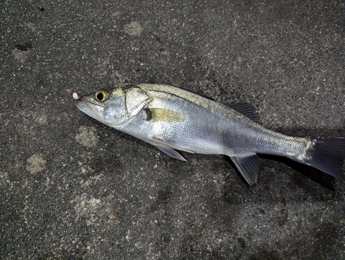 マルスズキの釣果