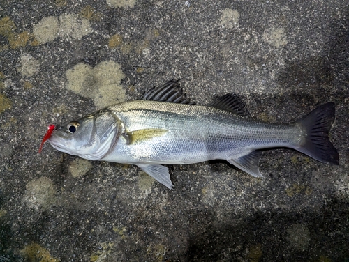 マルスズキの釣果