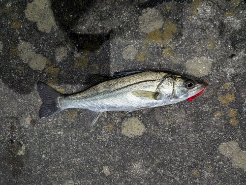 マルスズキの釣果