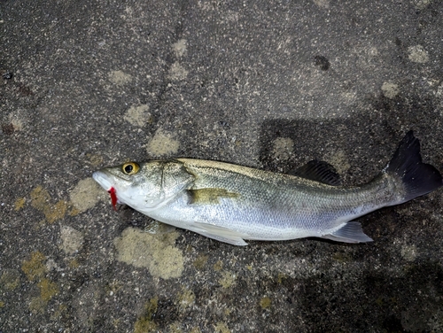 マルスズキの釣果