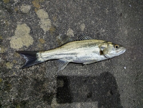 マルスズキの釣果