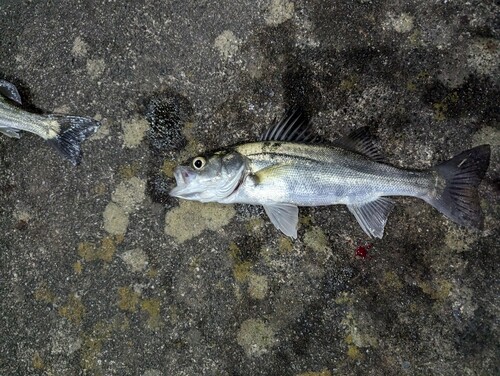 マルスズキの釣果