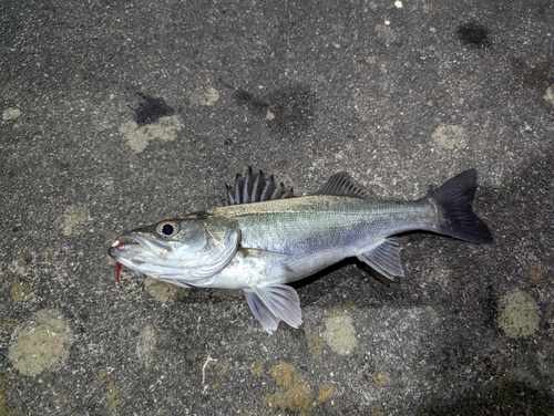 マルスズキの釣果