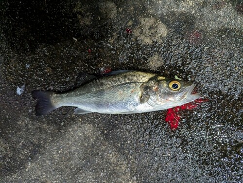 マルスズキの釣果