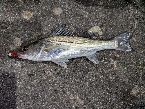 マルスズキの釣果