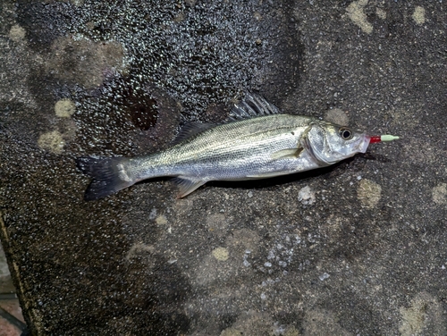 マルスズキの釣果