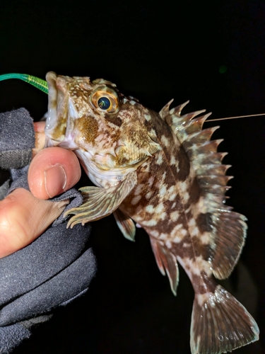 カサゴの釣果