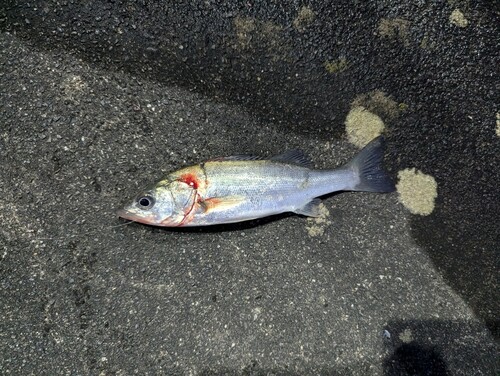 マルスズキの釣果