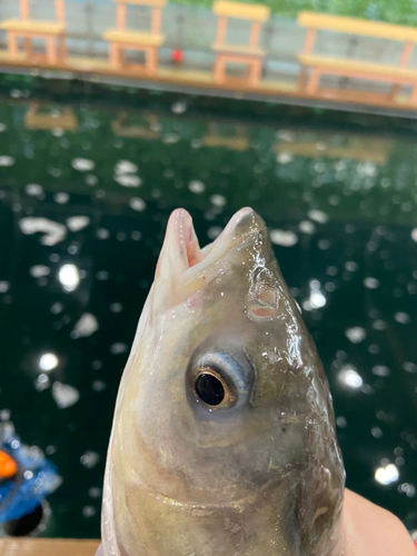 ソウギョの釣果