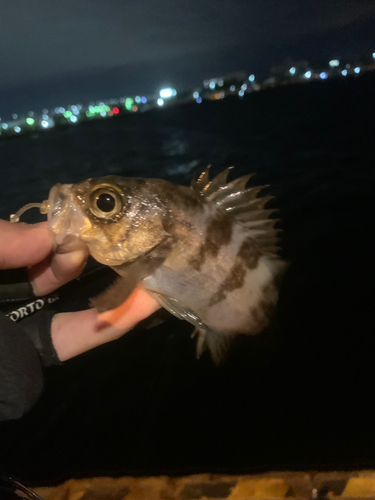 シロメバルの釣果