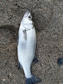 フッコ（ヒラスズキ）の釣果