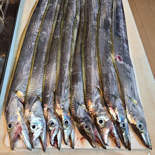 タチウオの釣果