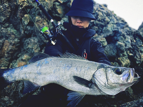 ヒラスズキの釣果