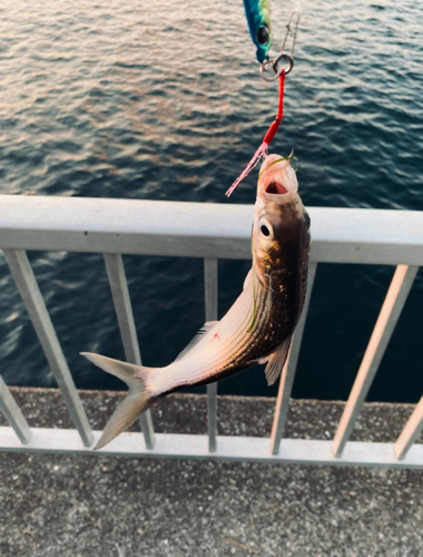 コノシロの釣果