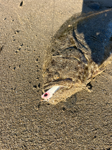 ヒラメの釣果