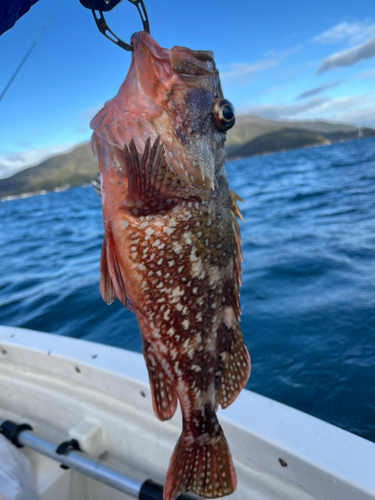 ウッカリカサゴの釣果