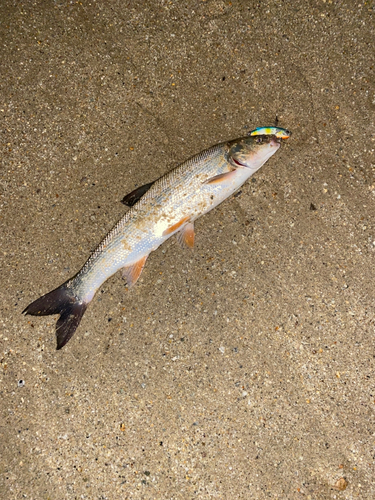 マルタウグイの釣果