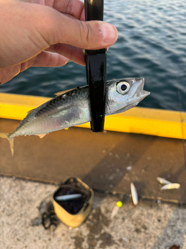 イワシの釣果