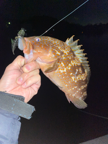 アコウの釣果