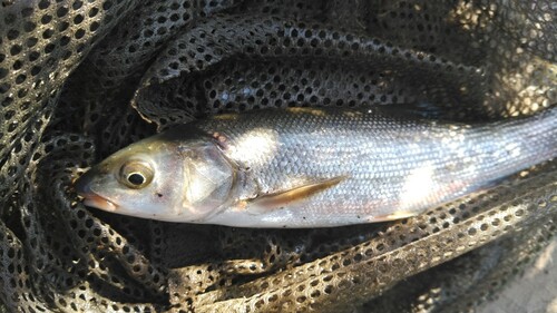 ウグイの釣果