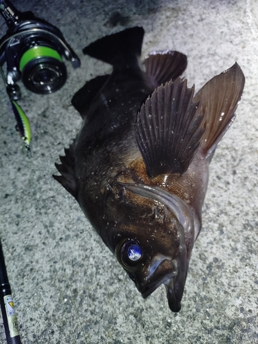 シロメバルの釣果