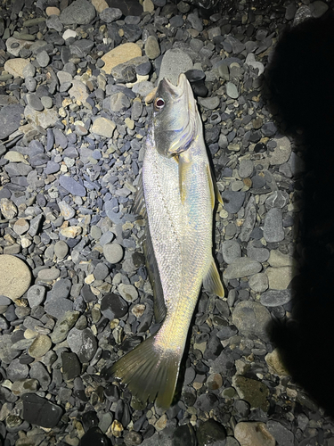 オオニベの釣果