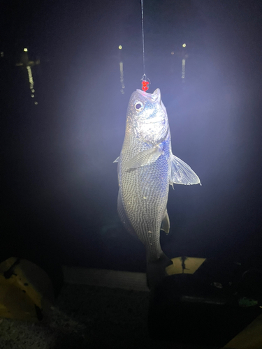 イシモチの釣果