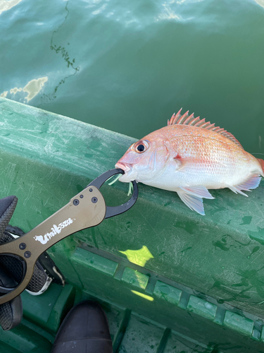 マダイの釣果