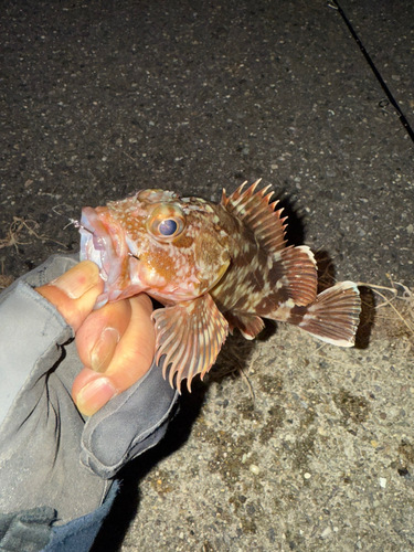 カサゴの釣果