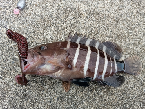 ハタの釣果