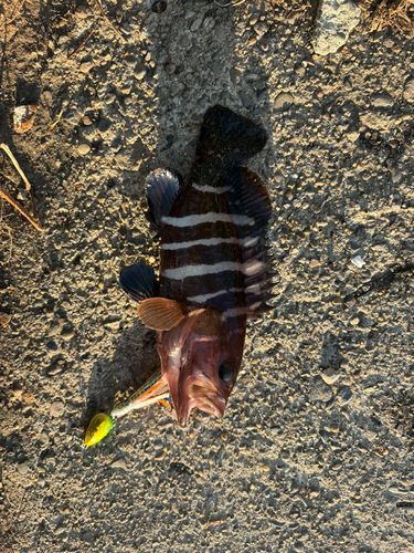 マハタの釣果