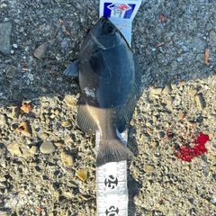 クチブトグレの釣果