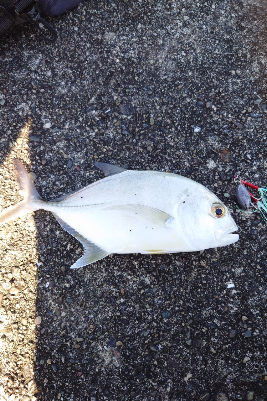 Megabass 空海 ガルフ CKG-72MSの最安値・インプレ・釣果 | 本音 Megabass 空海 ガルフ CKG-72MSの最安値・インプレ・釣果 | 本音