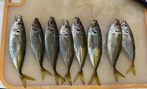 アジの釣果