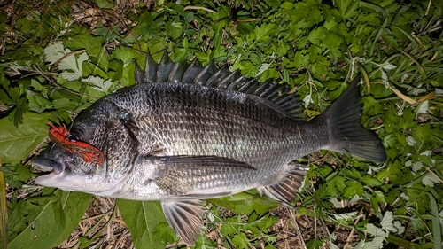 チヌの釣果