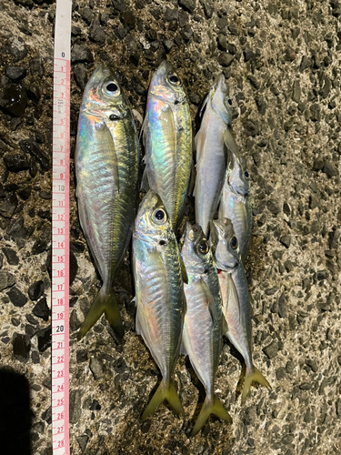 アジの釣果