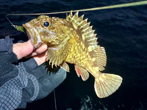 ガシラの釣果