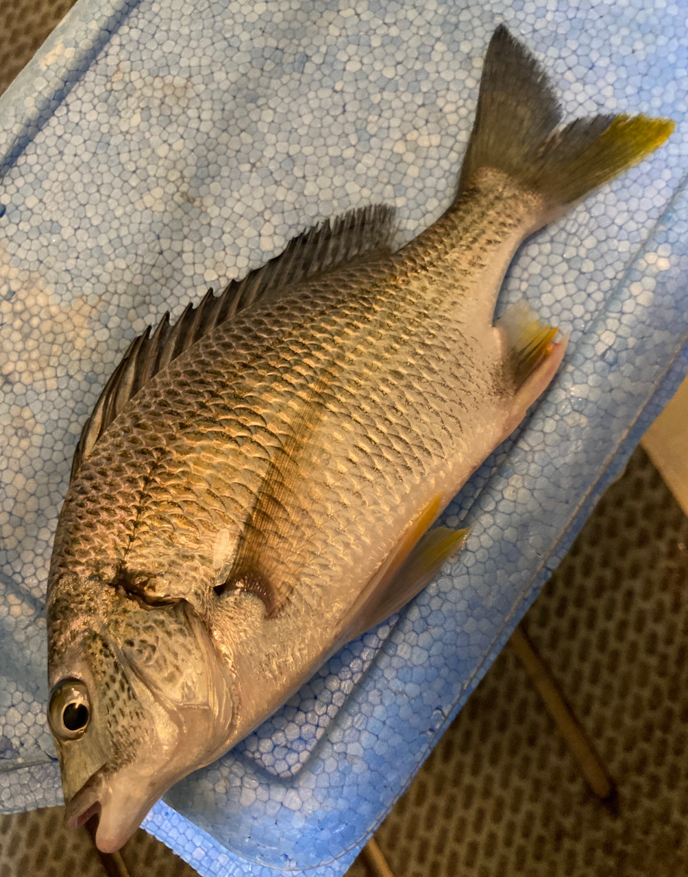 SHIMANO 20ルアーマチック MB S86ML-4の最安値・インプレ・釣果